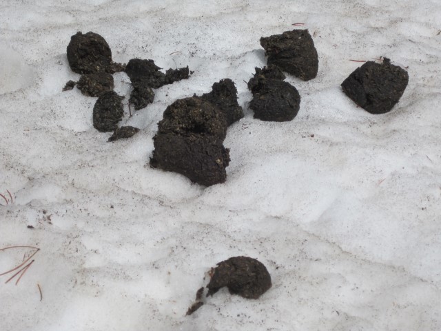 2014-05-17 13-36-17 (Small) griz poop in snow.JPG
