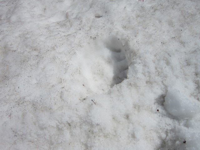 2014-05-17 13-30-09 (Small) grizz print in snow.JPG