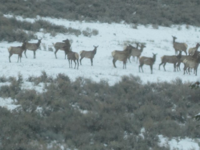 2014-05-10 14-46-56 (Small)coe elk at owens.JPG