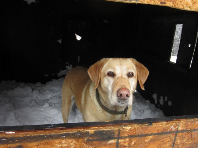 2014-05-10 12-09-41 Holley  in box blind in (Small).JPG