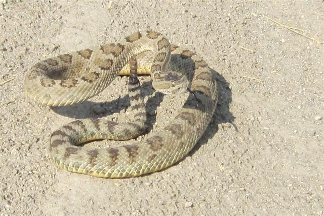 IMG_4710.JPG rattler (Small).jpg