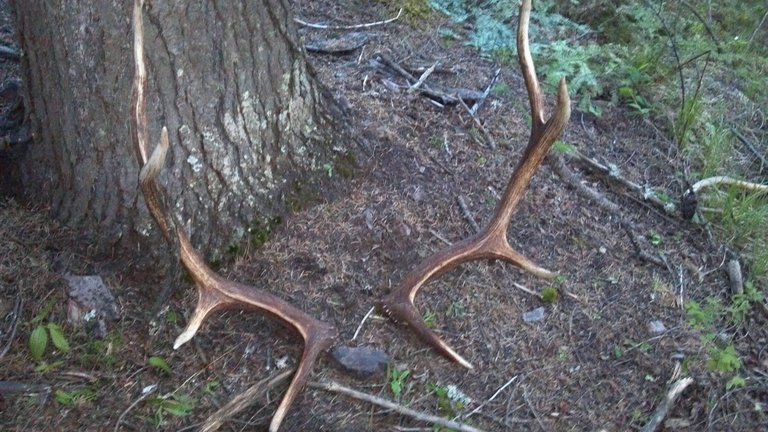 ELK SHED 3.jpg