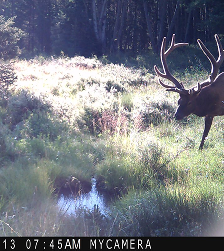 elk picture forum.jpg