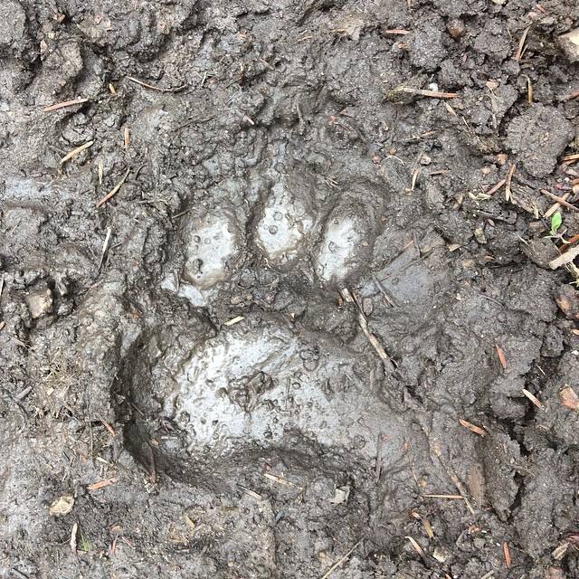 Bear MT.jpg