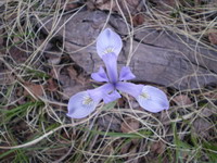 IMGP0421a.jpg