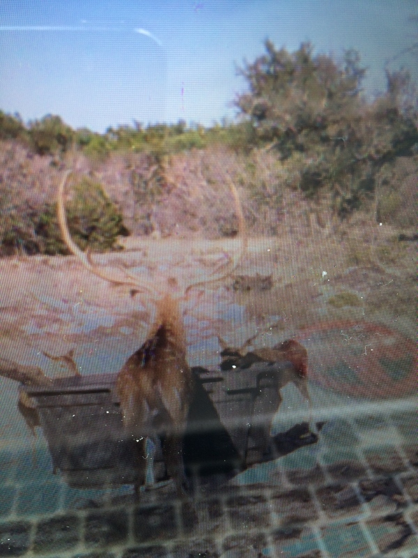 photo(1) (600x800).jpg