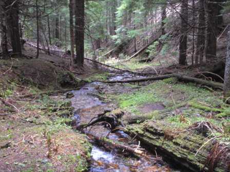idaho stream.jpg