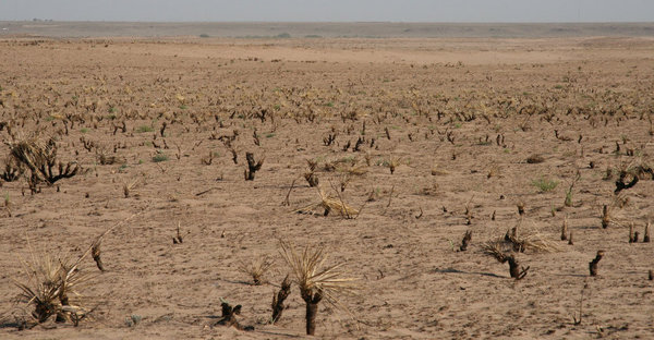 KS Summer.jpg