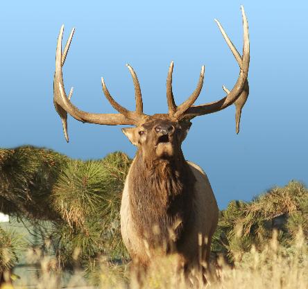 Bull-Elk-444x417.jpg