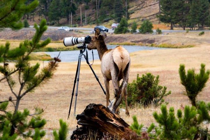 Elk at Spotting Scope.jpg