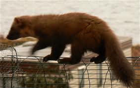Pine Martin.jpg