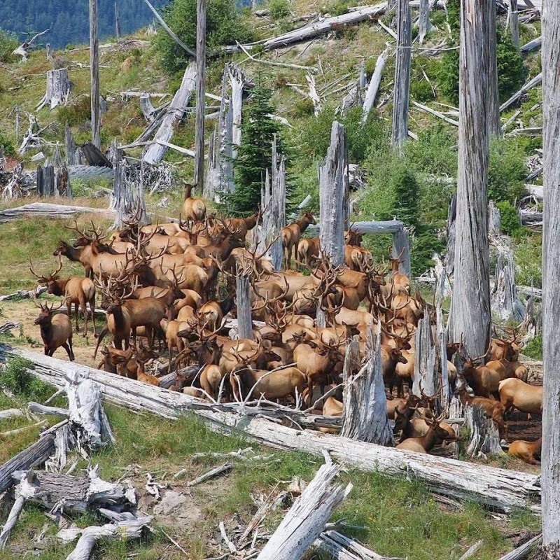Blast Zone Elk.jpg