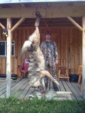 big grey male july 30 2013.jpg