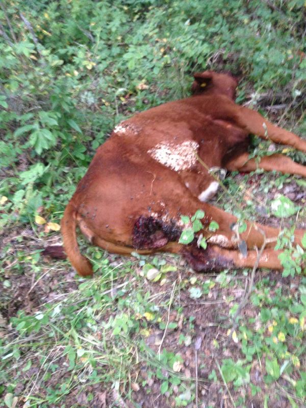 calf 2.jpeg