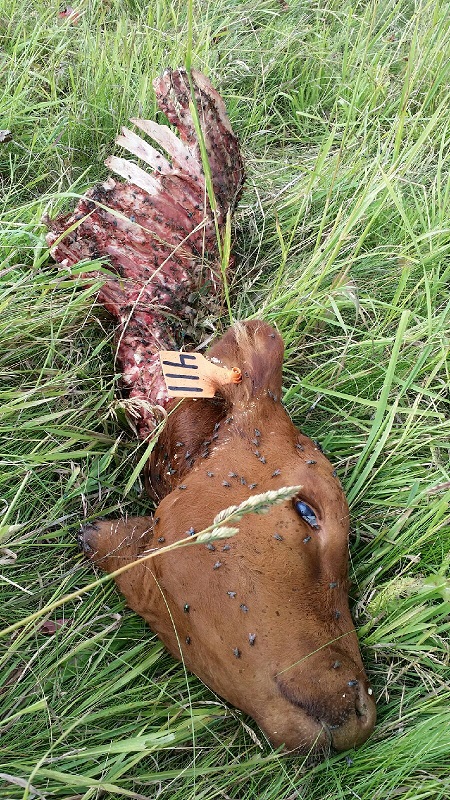 calf3.jpg