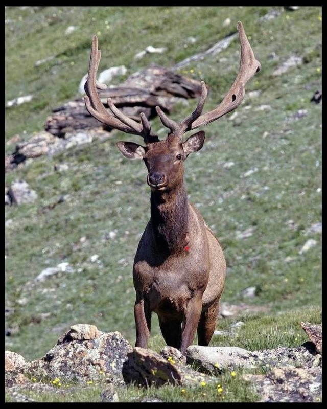 Elk (Custom).JPG