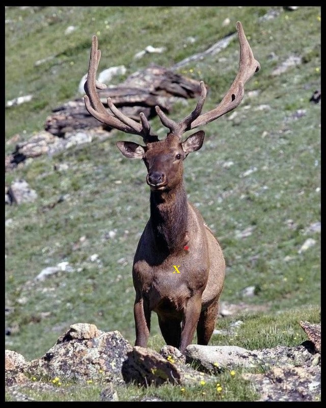 Elk%20(Custom).JPG