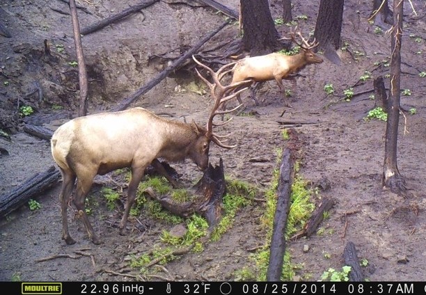 Elk01.jpg