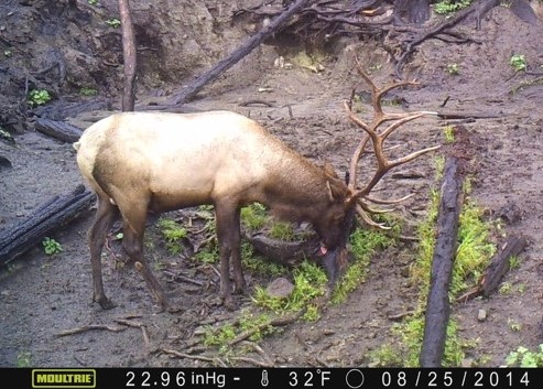 Elk02.jpg