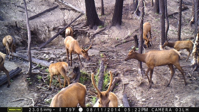 Elk03.jpg