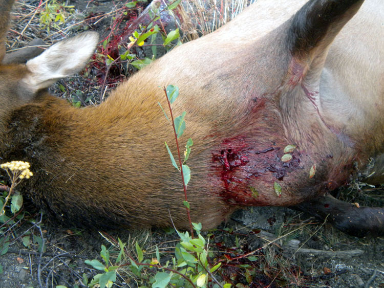 Paull II 2014 Bull 31.jpg