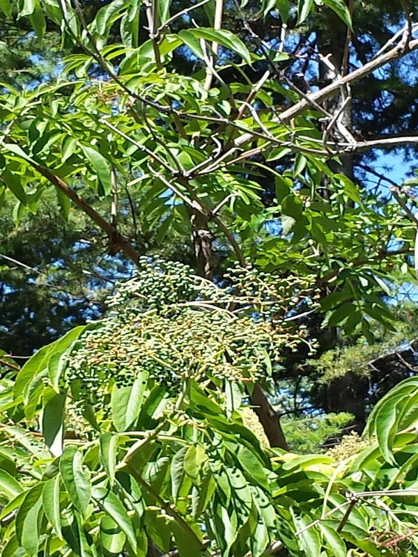 rsz_elderberry.jpg