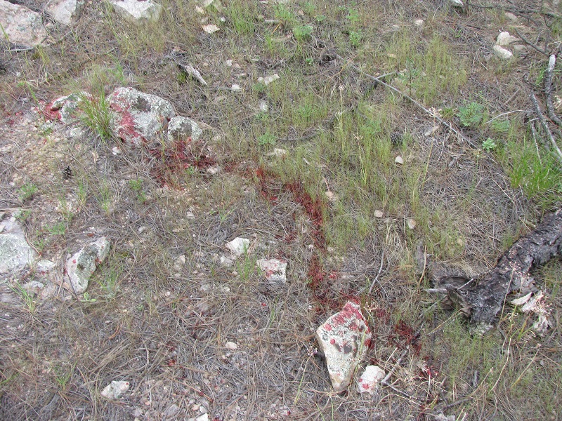 elk blood.JPG