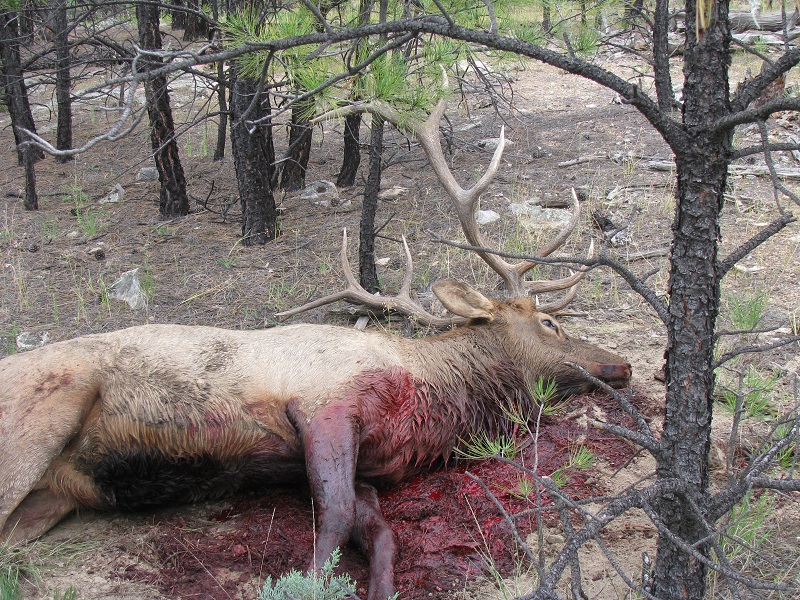 elk4.JPG