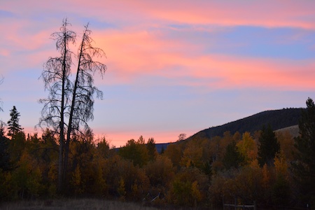 Montana Reduced Elk Nut 10.jpg