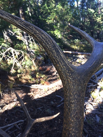 Montana Reduced Elk Nut 4.jpg