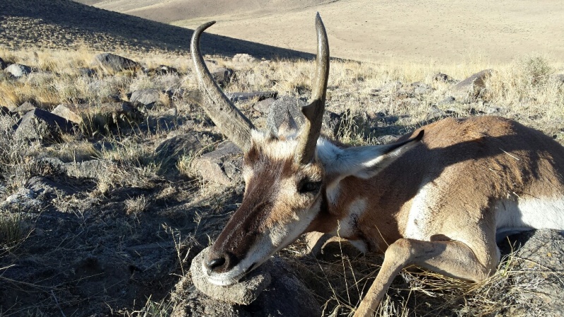 Antelope 8-24-14.jpg