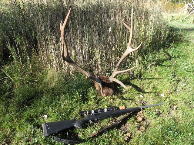 2014 elk 001 (640x480).jpg