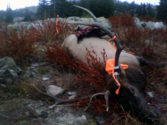 1 Larry 2014 Bull.jpg