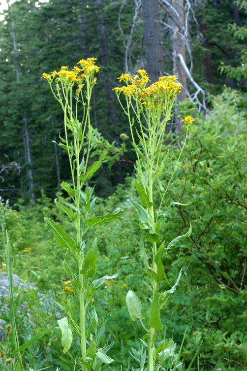 Arrowleaf Groundsel.jpg