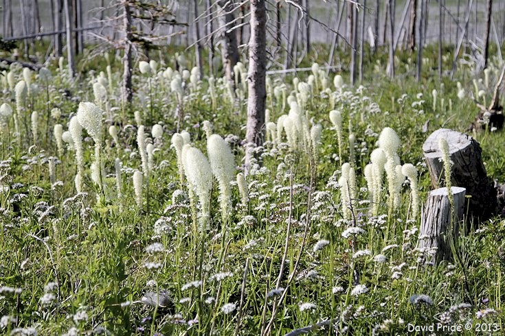 Beargrass.jpg