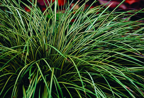 Elk Sedge.jpg