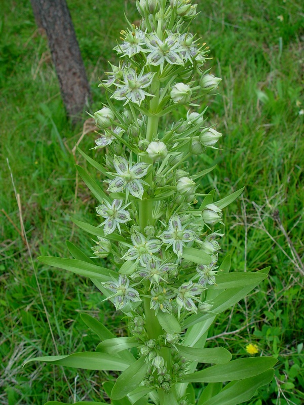 Flowering Elkweed.jpg