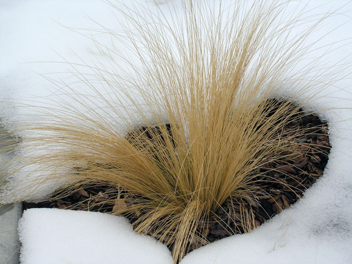 Needle and Thread Grass.jpg