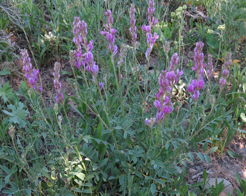 Northern Sweetvetch.jpg