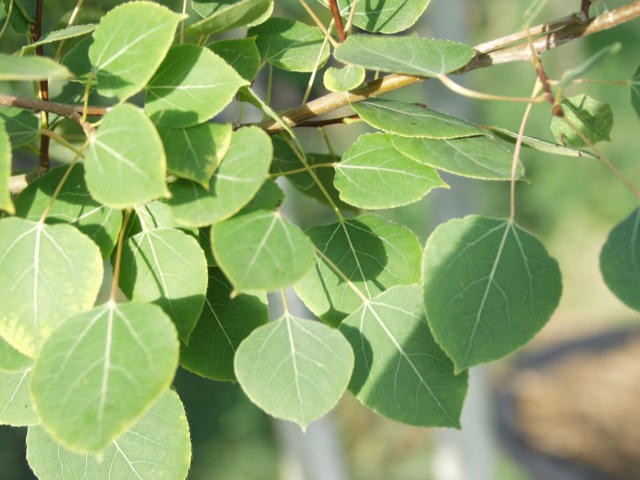 Quaking Aspen Leaves.jpg