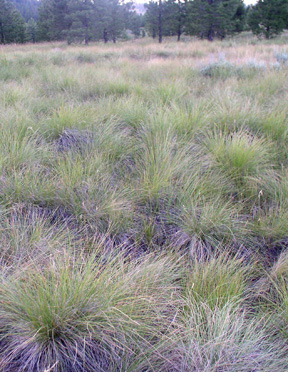 Rough Fescue.jpg