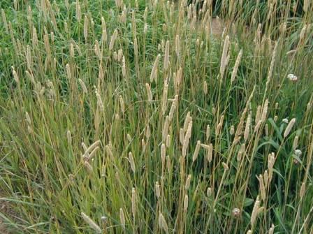 Timothy Grass.jpg