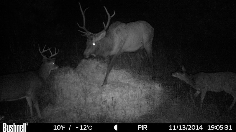 rsz_hunt0061_3.jpg