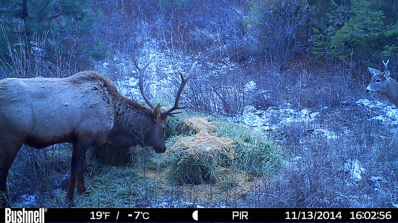 rsz_hunt0233_2.jpg