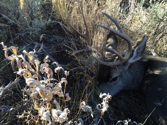 2014buck.jpg