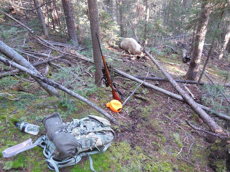elk down.jpg