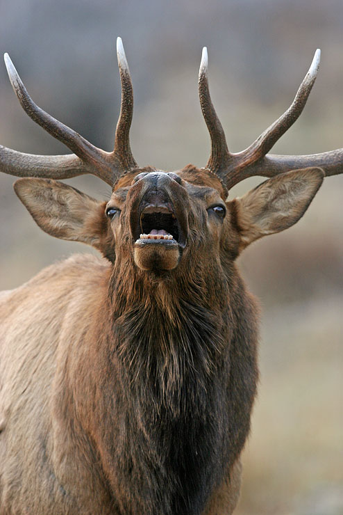 Smiling Elk.jpg