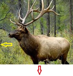 Big Bull 1.jpg
