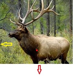 Big Bull 1.jpg