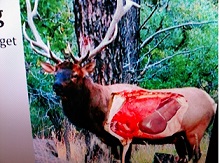 Small elk vitals 2.jpg